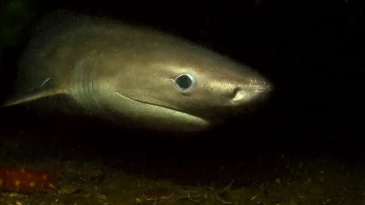 Ancient, Dinosaur-Era Sharks Are Hiding in Plain Sight in Puget Sound