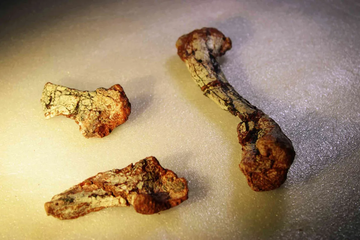 Forgotten for 20 Years, This 240-Million-Year-Old Fossil Reveals a New Reptile Species