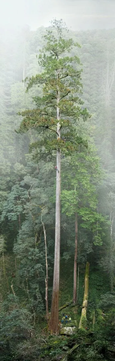 The Heaven Sword