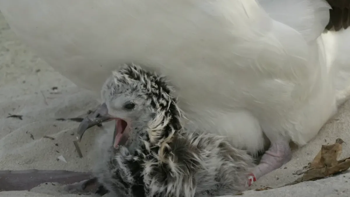 World's oldest wild bird, Wisdom, welcomes a new grandchick at 70+