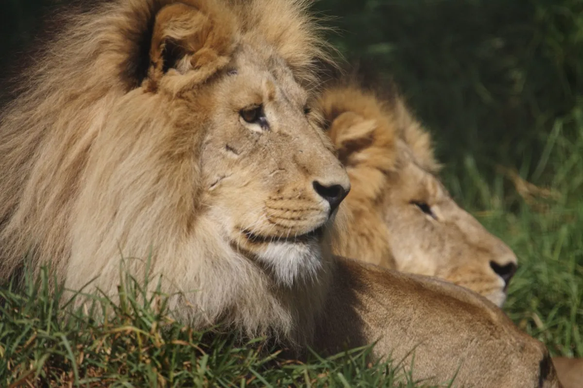 The DNA database built to protect lions just helped convict the people who killed one