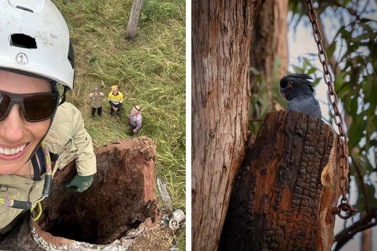 Article illustration