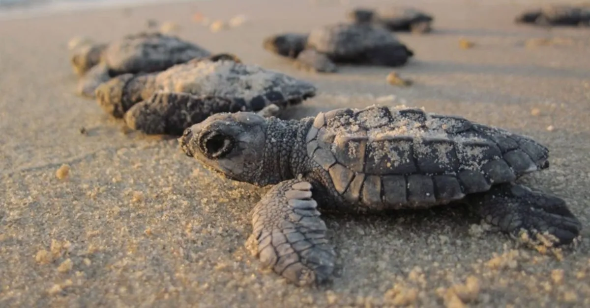 Experts celebrate record-breaking start for sea turtle nesting season