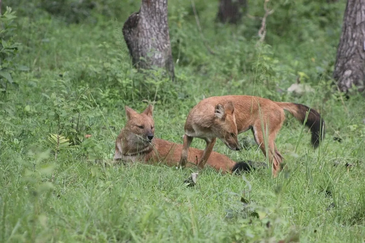 DNA analysis of Asiatic wild dogs scat in India reveals wild prey preference