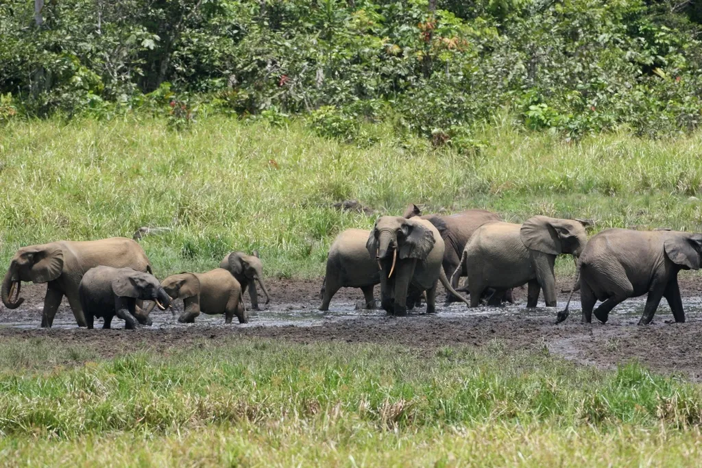 Elephants Are Reshaping Their Diets to Survive a Shrinking World
