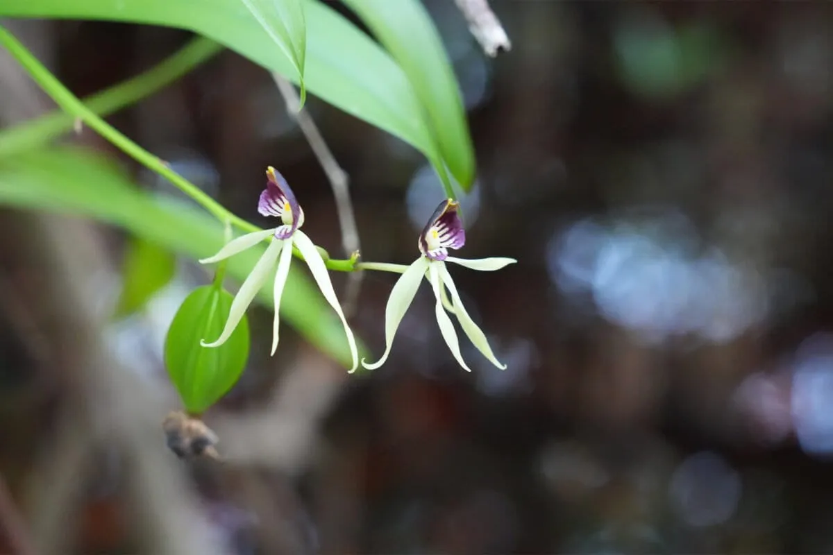 A small preserve leads a big effort to save native plants in the Bahamas