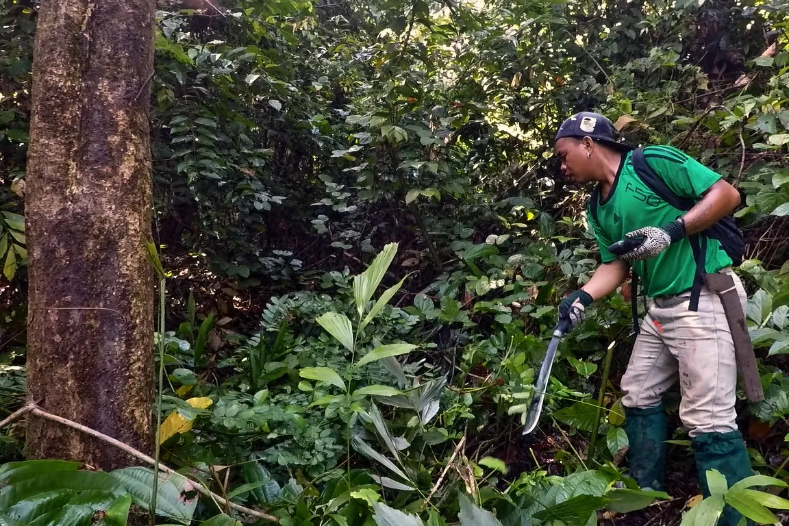 Turns Out, Forests Grow Faster When You Trim the Weeds