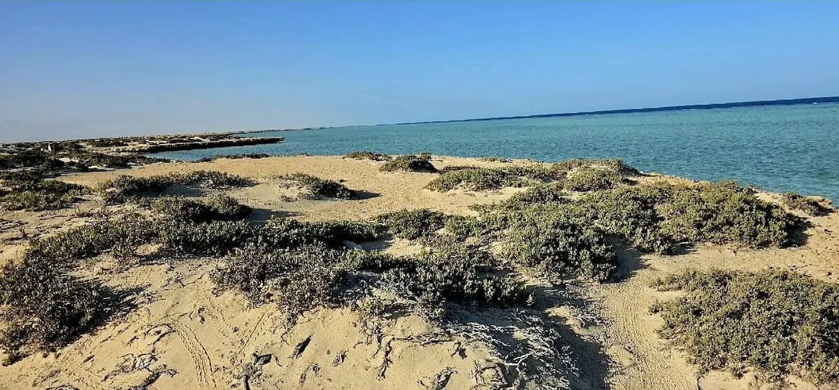 Egypt’s deserts show why ecological knowledge matters in conservation (commentary)
