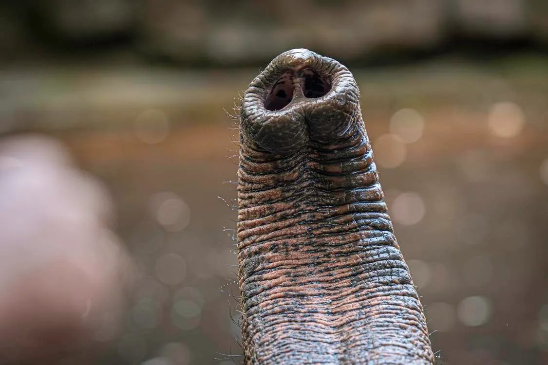 Elephant trunk whiskers reveal how nature engineered perfect touch