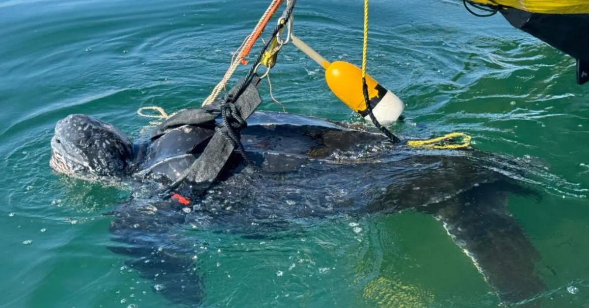 Virginia fishermen fight 20 mph winds to rescue 700-pound leatherback from crab trap