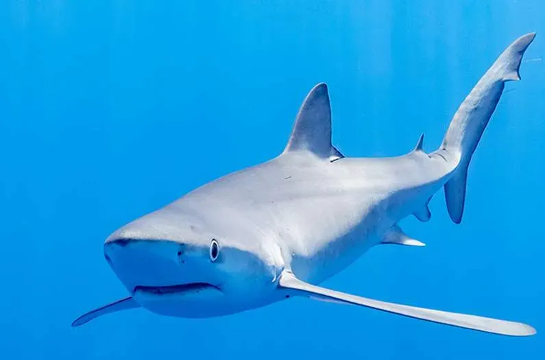 Fin-tech: How sharks could sharpen ocean forecasts