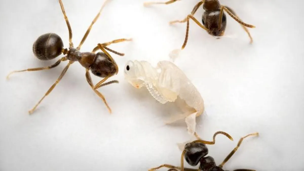 Ailing Ants Unleash "Kill Me" Scent to Halt Deadly Colony Outbreaks