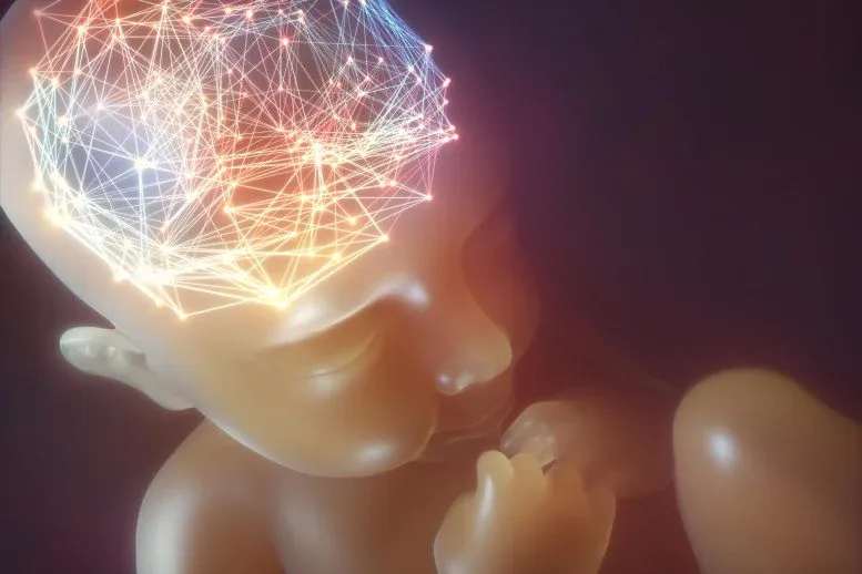 Before You Were Born, Two Hidden Forces Were Building Your Brain