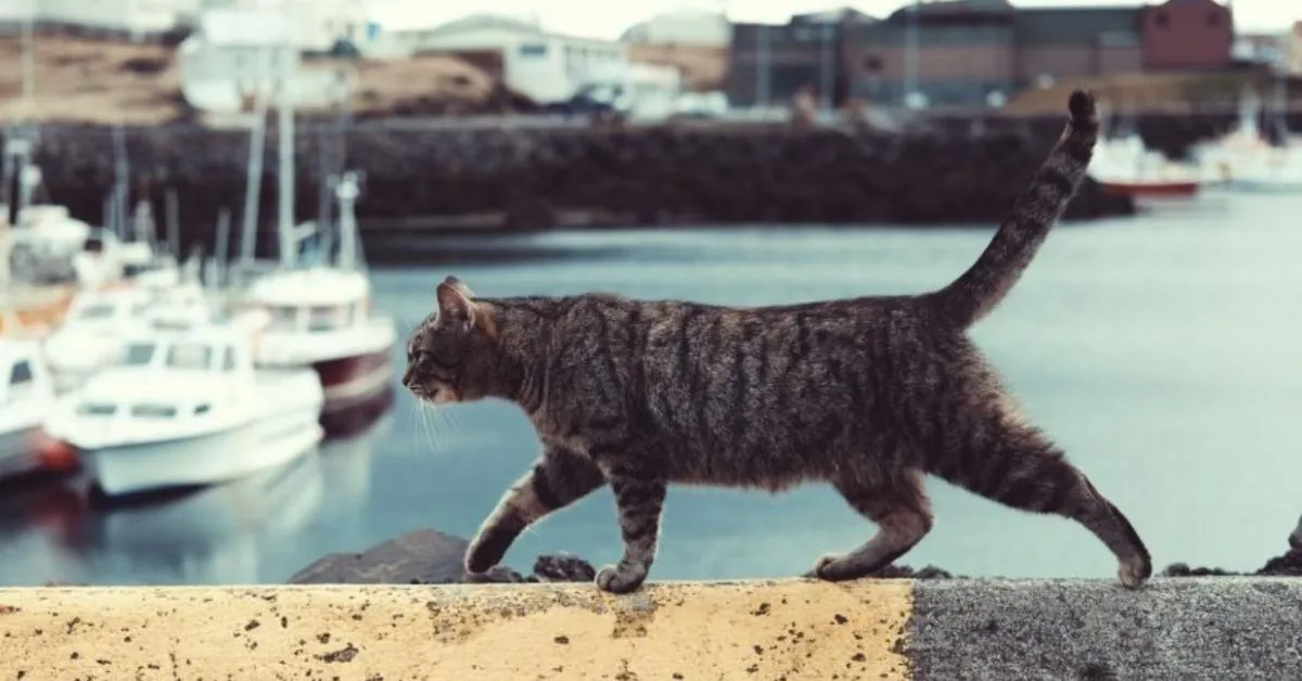 Amsterdam builds cat-friendly staircases along its canals to protect feline residents