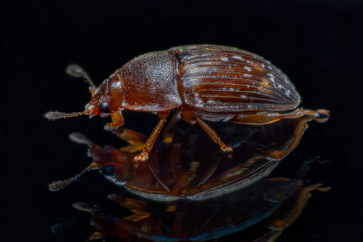 Strange “Worm Towers” Found in the Wild for the First Time May Be Hitchhiking on Beetles