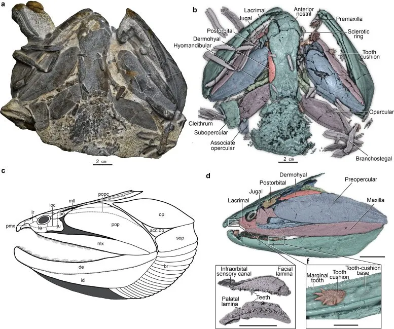 High Resolution CT Reconstruction of Megamastax Amblyodus