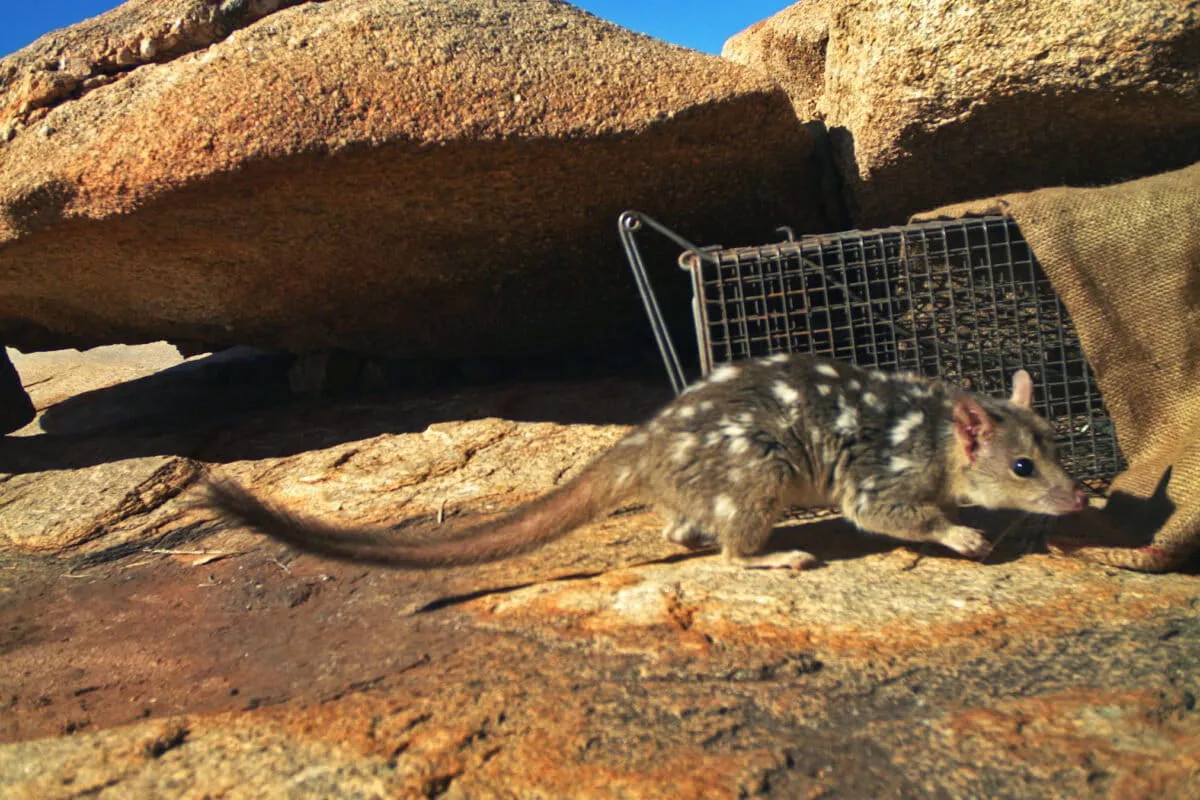 Indigenous elders guide science toward saving Australia's endangered quolls