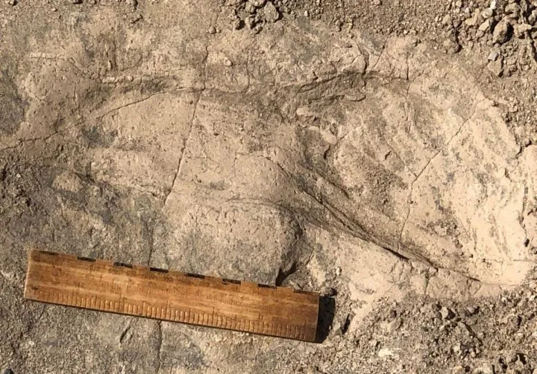 1.4-Million-Year-Old Footprints Reveal a Giant Human Relative