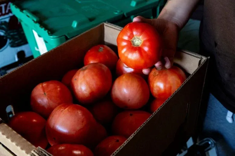Tomatoes Contain an Invisible Ingredient With Surprising Effects on Liver Health