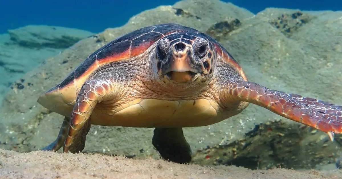 Cabo Verde conservationists celebrate 80X increase in nesting loggerhead sea turtles