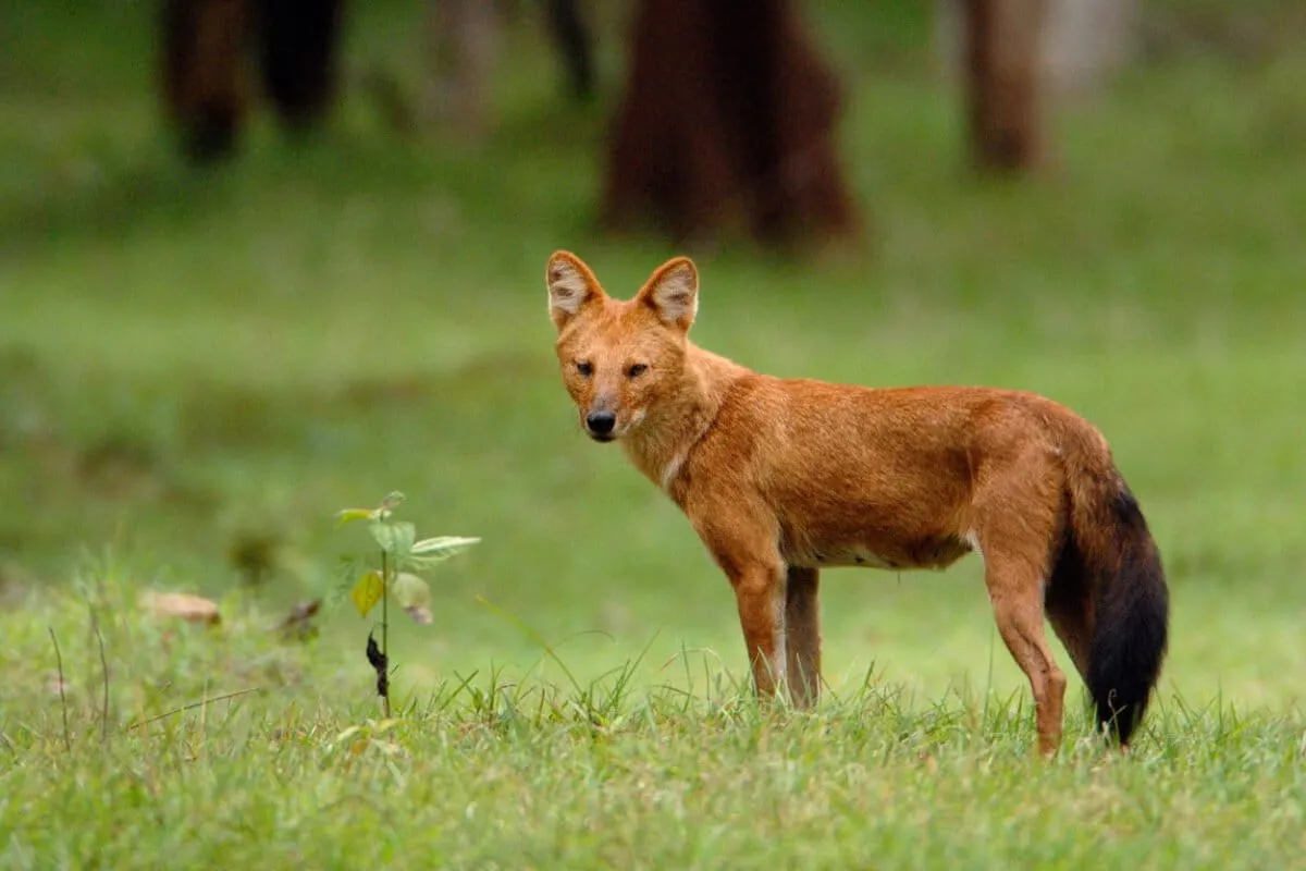 A 'lost' wild dog just reappeared in Vietnam after 20 years
