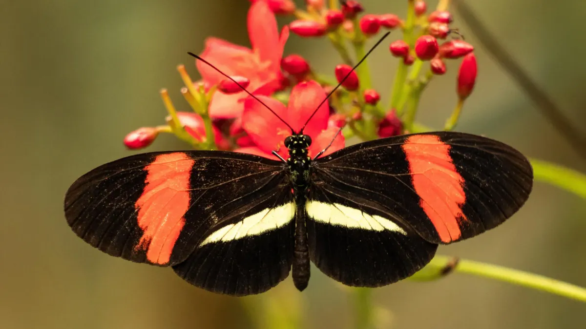 Butterfly that barely ages could help unlock longevity secrets