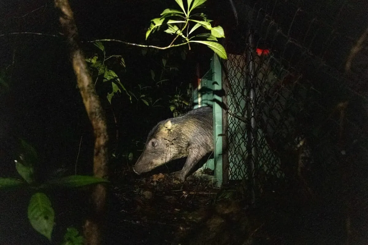 13 Wild Boars Took a Midnight Boat Ride to Revive a Forest