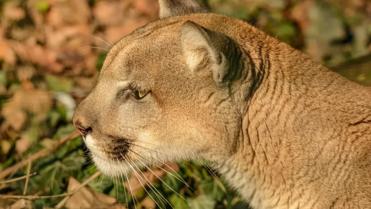 Brave Man Rescues His Dog Straight From The Jaws of a Mountain Lion