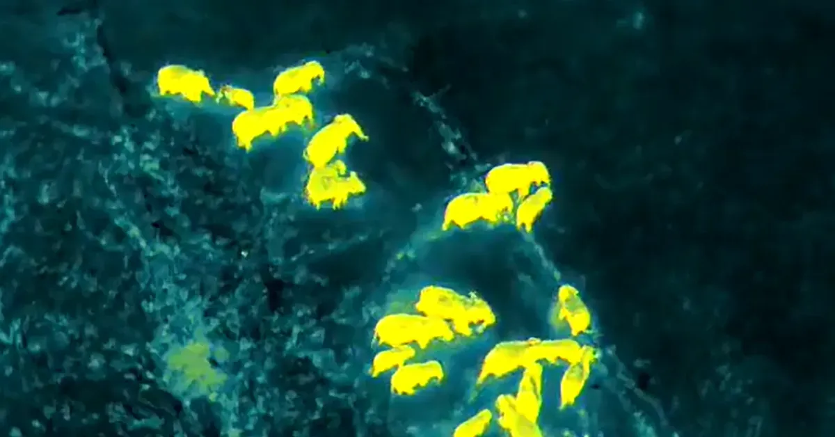 Article illustration