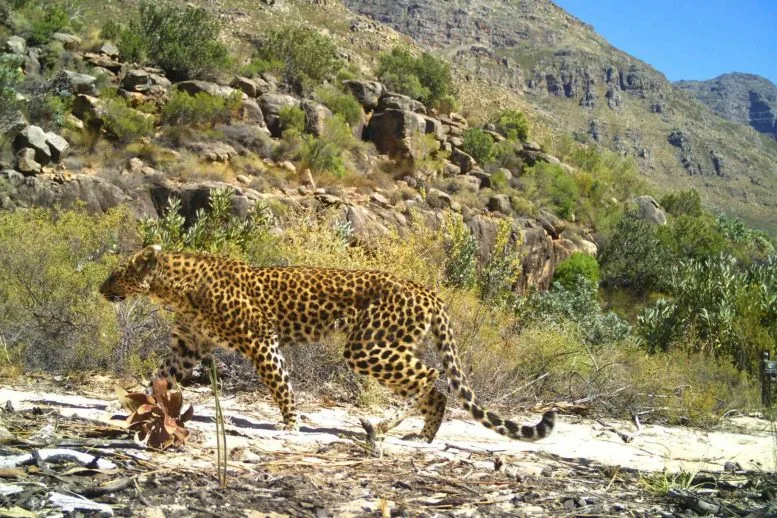 Female Cape Leopard Walking Through Habitat