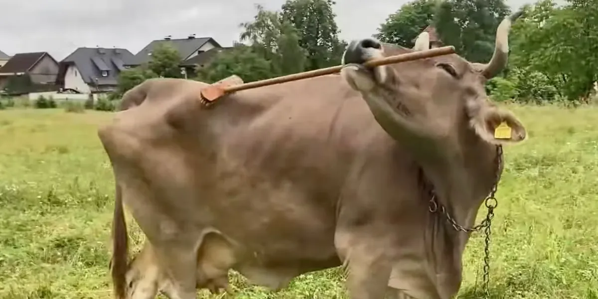 An Austrian cow has made scientific history by using a broom to scratch her itches
