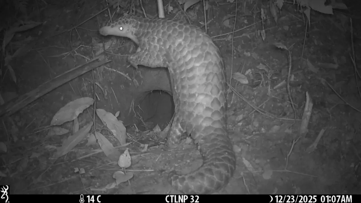 Scientists Are Giving Rescued Pangolins a Second Chance. With Tiny Radios.