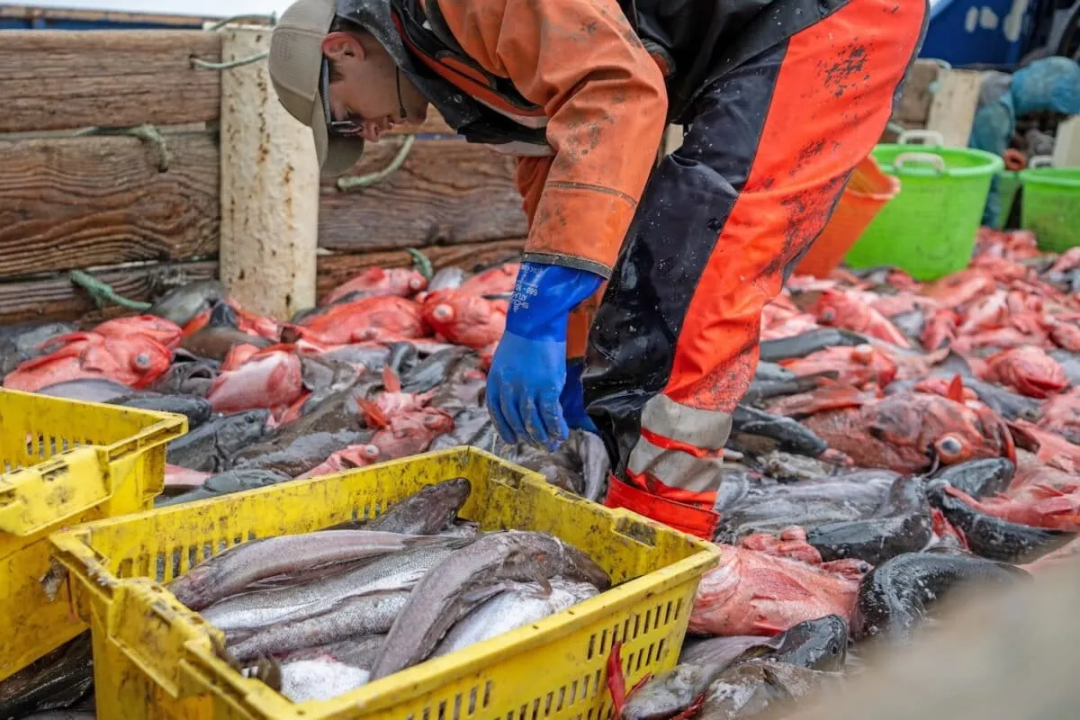 How the US rebuilt a collapsed fishery