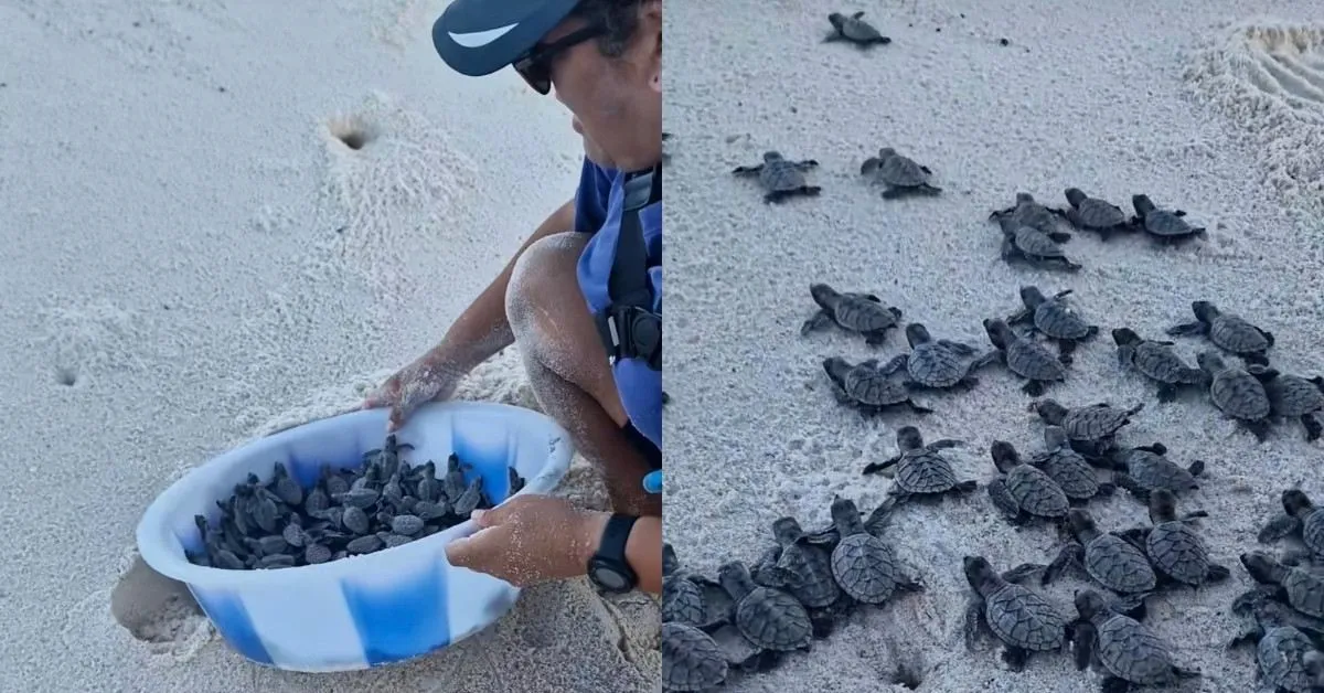 This sea turtle nest would have washed away without intervention. Thanks to a conservation team, hundreds of sea turtle hatchlings were saved