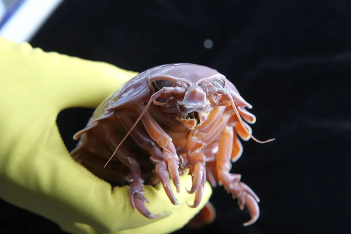 This Strange Sea Creature Can Survive Five Years Without Food – Scientists Finally Know Why