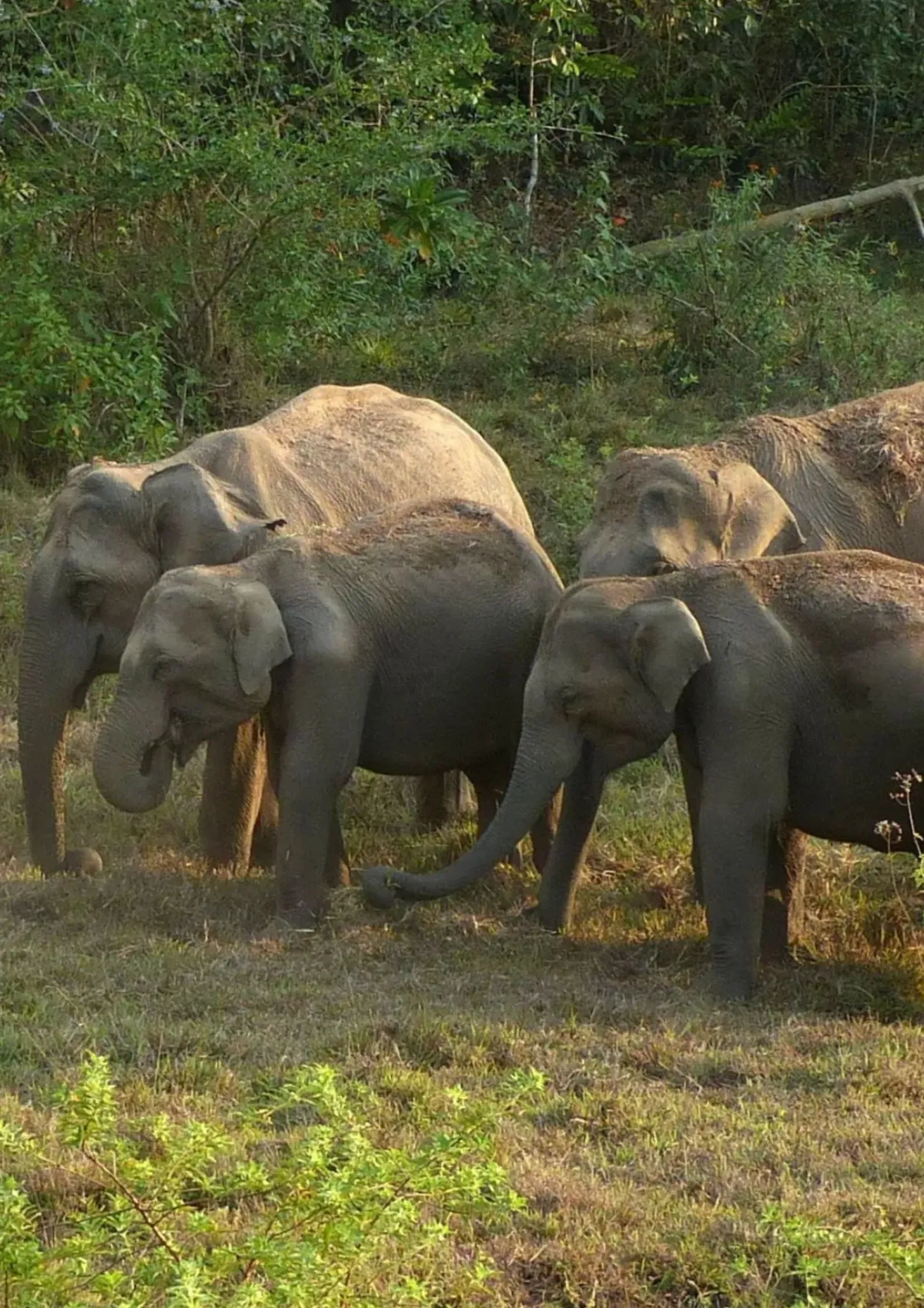 Indian communities map safe routes for migrating elephants