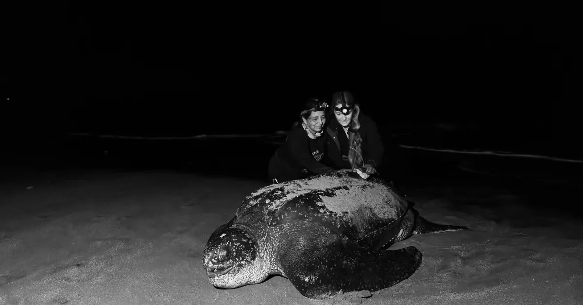 Scientists Tagged a 2,000-Pound Sea Turtle. Her Name? Lucero.