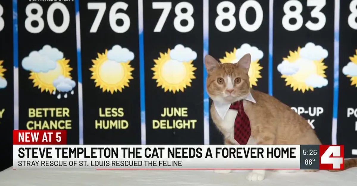 Stray cat rescued from tornado gets 'job' at St. Louis news station to help him get adopted