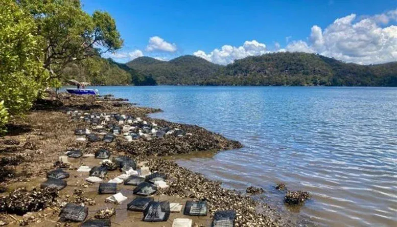 Oyster Reef in Porto Bay, Hawkesbury River