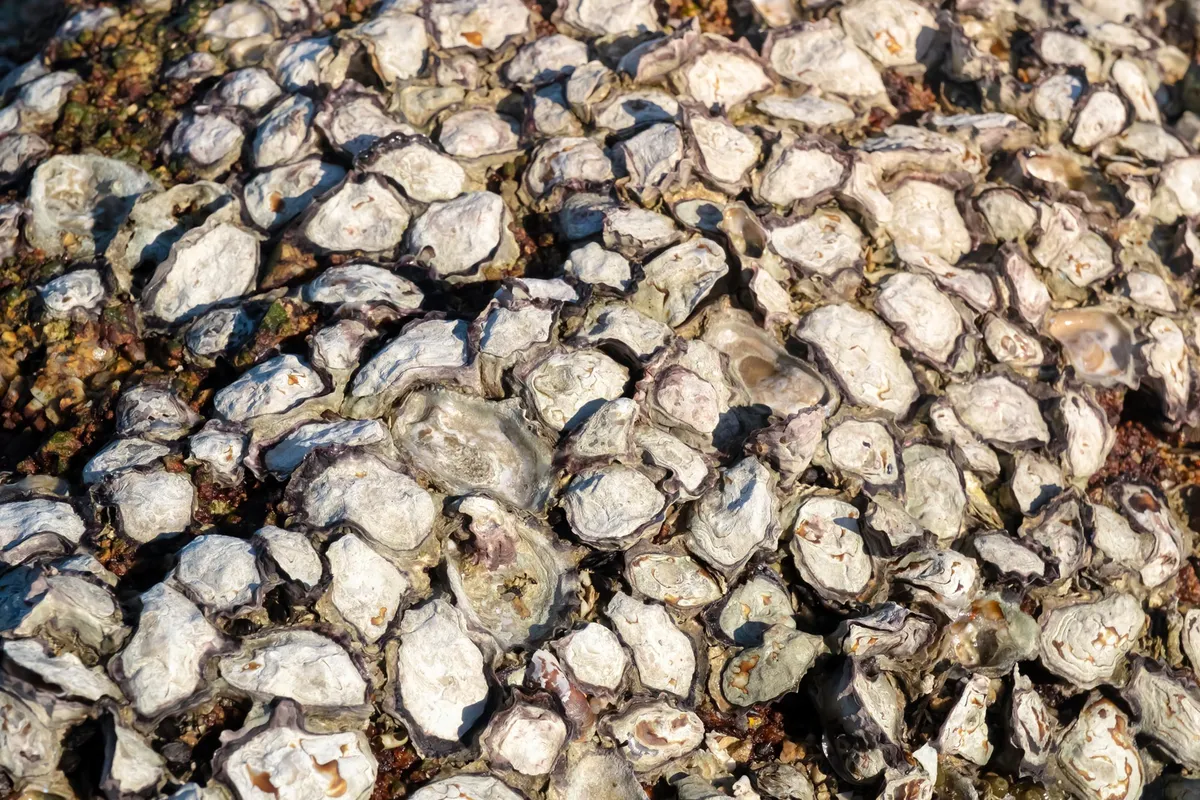 After Centuries of Destruction, Scientists Have Figured Out How To Best Restore Oyster Reefs