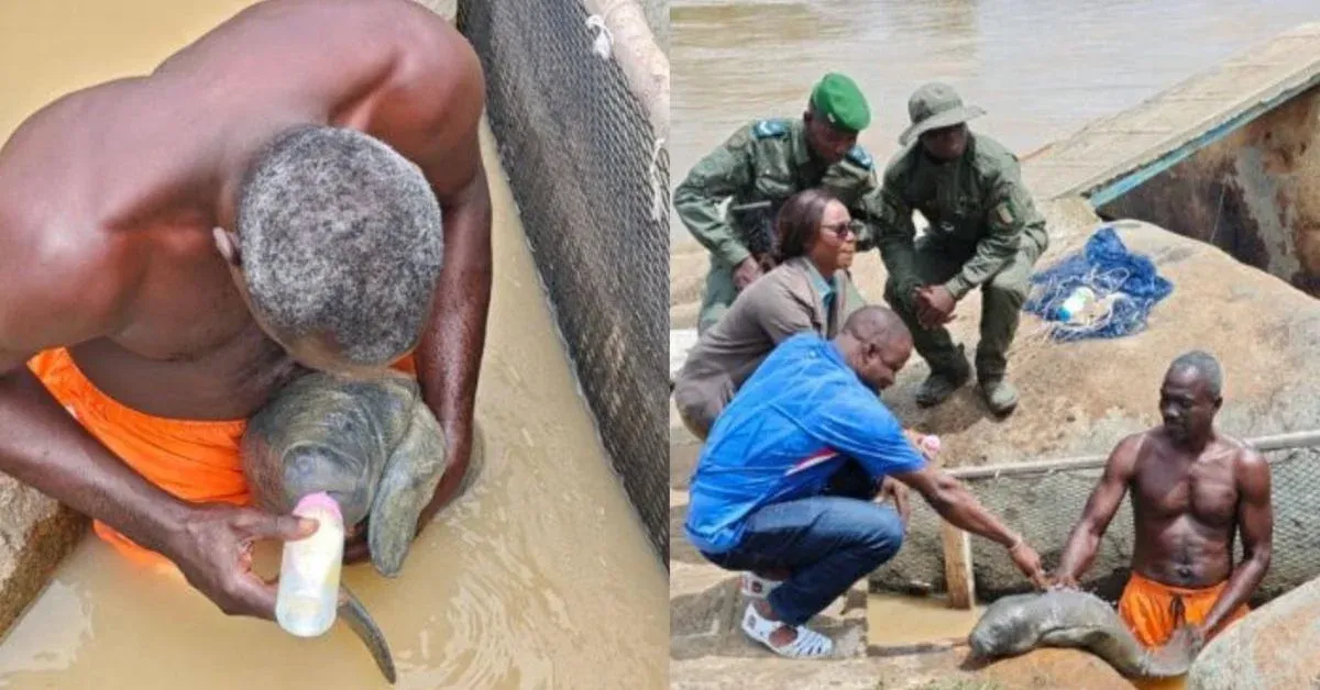 A fisherman caught a baby manatee in his net. When he realized it was too young to be released, he nursed it himself
