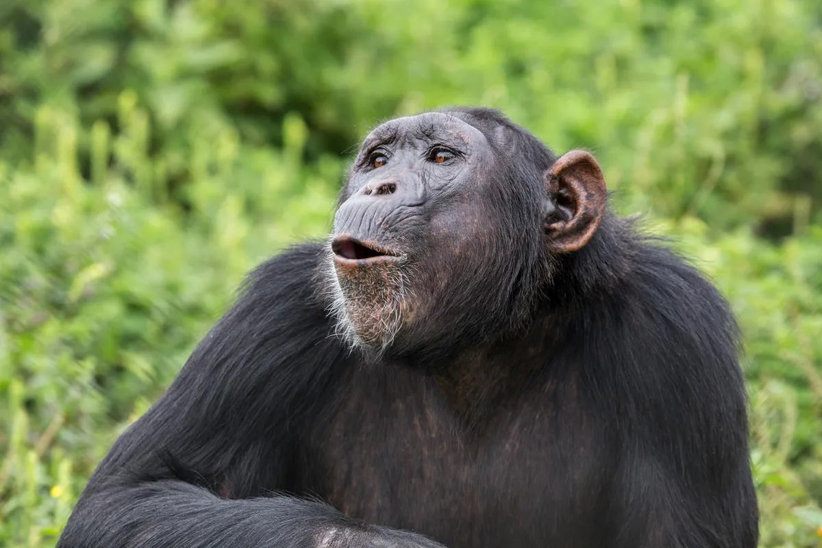 Chimpanzee Calls Activate Primal Brain Regions in Humans