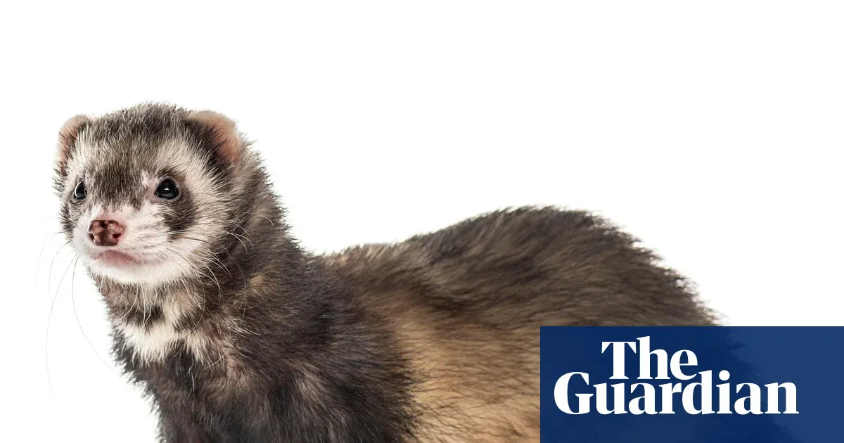 Northern Ireland island removes all feral ferrets, seabirds return after 40 years
