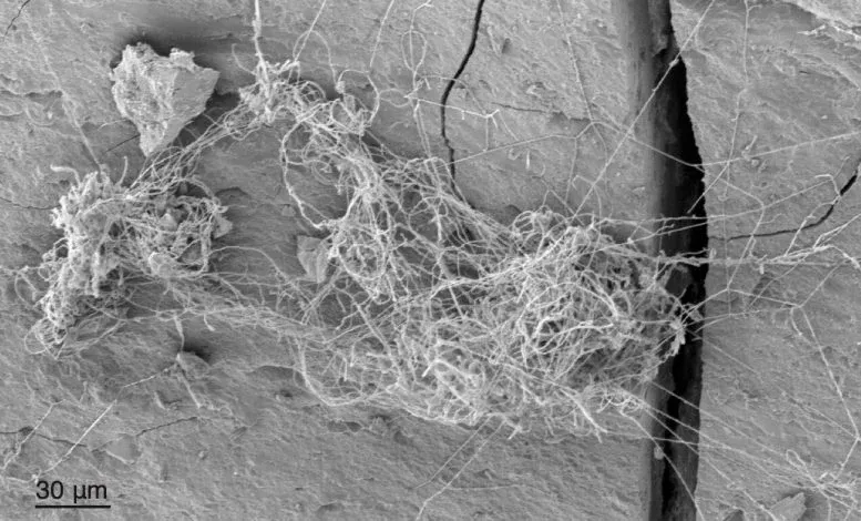 Scientists Discover a Hidden World of Fungi 1,640 Feet Beneath Michigan