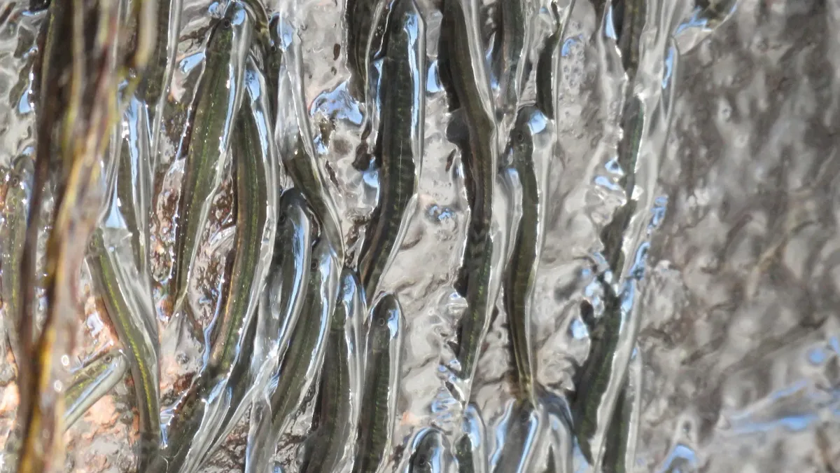 Article illustration