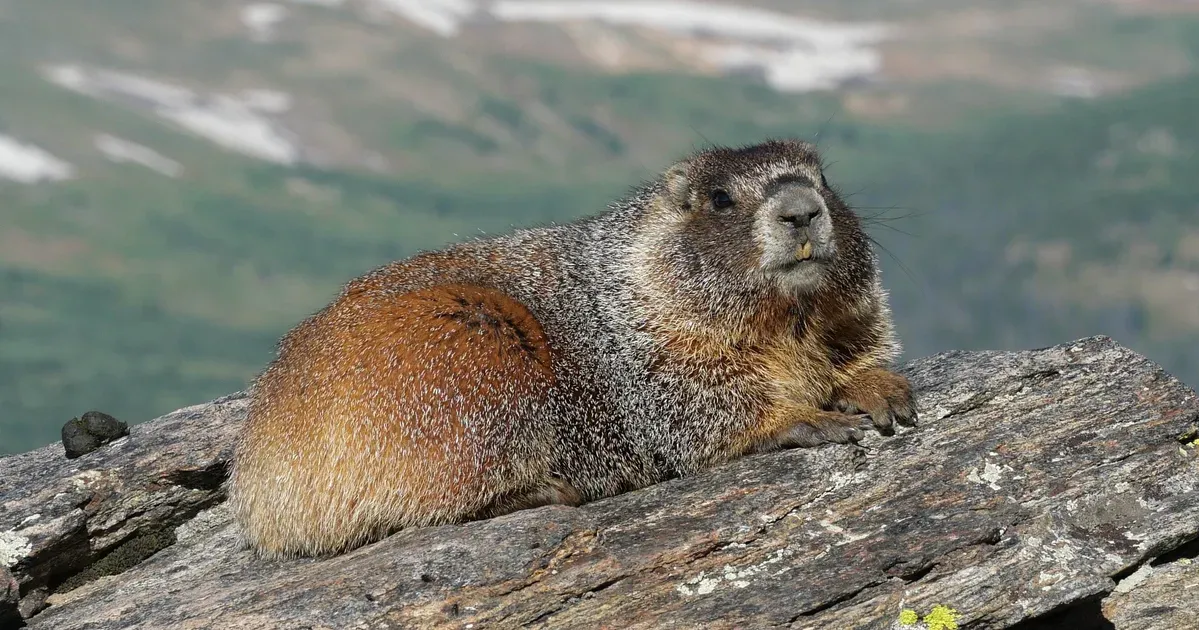It’s 'Fat Marmot Week.' Please Celebrate Responsibly.