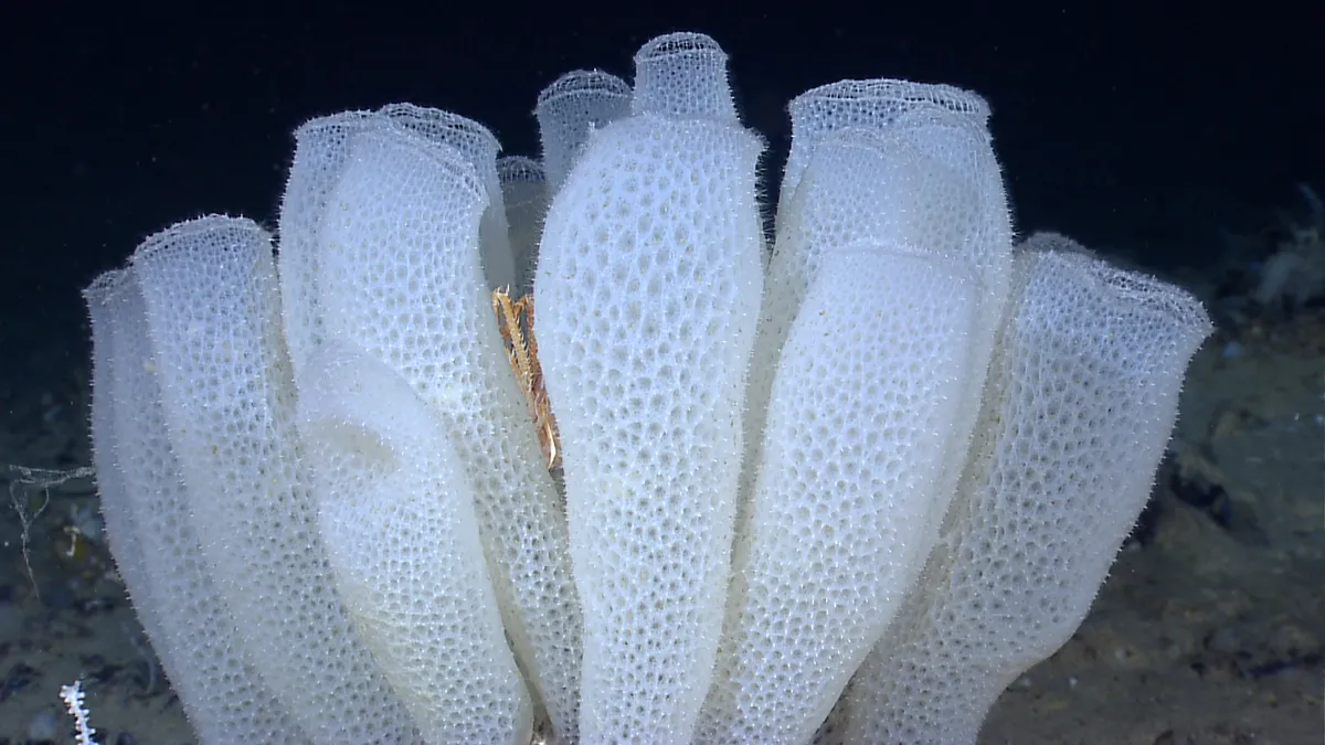 New metamaterials take inspiration from deep-sea sponges - Berkeley Engineering
