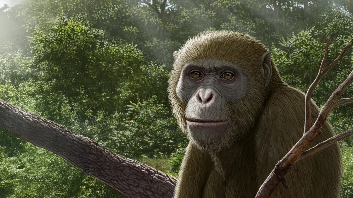 A Tiny Fossil Ape in Egypt Just Rewrote Human Family Tree