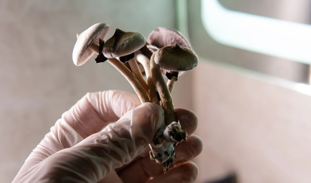 A single dose of psilocybin gave smokers six times better odds of quitting than the patch