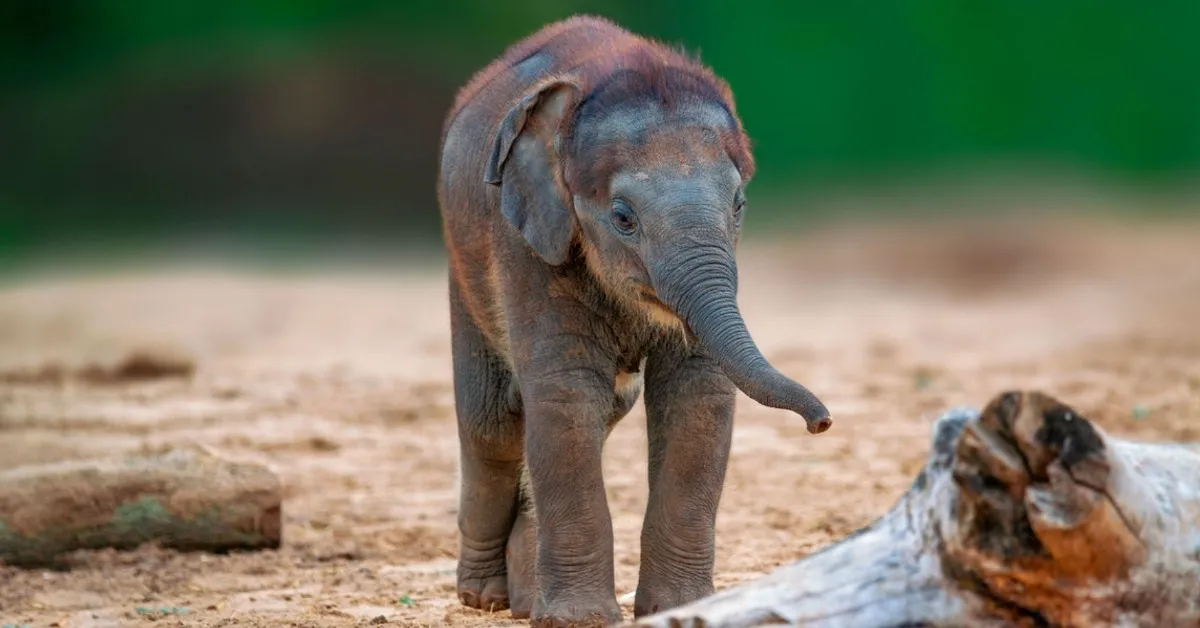 British 'Knitting Nannas' sent mini sweaters to penguins, toys to monkeys, and baby blankets to a rhino. Now they're knitting for elephants